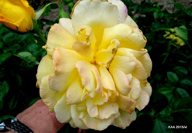  Róża  CHINATOWN z Ogr. Bot.