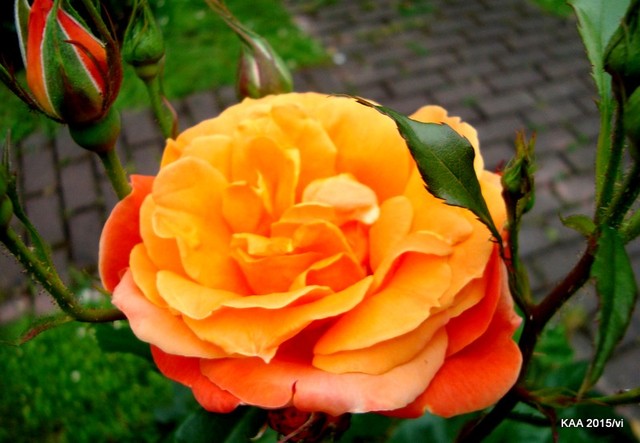  Róża  DORRIT z Ogr. Bot.