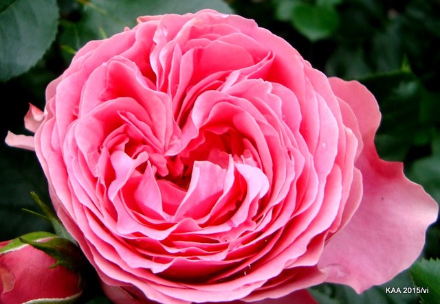  Róża  LEONARDO da VINCI  z Ogr. Bot.