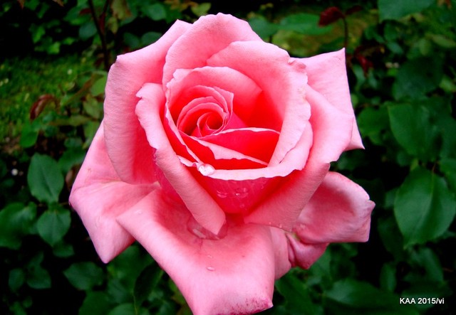  Róża  N N z Ogr. Bot .