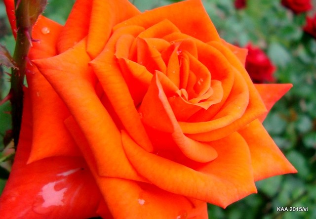  Róża N N koloru holenderskiego z Ogr. Bot.