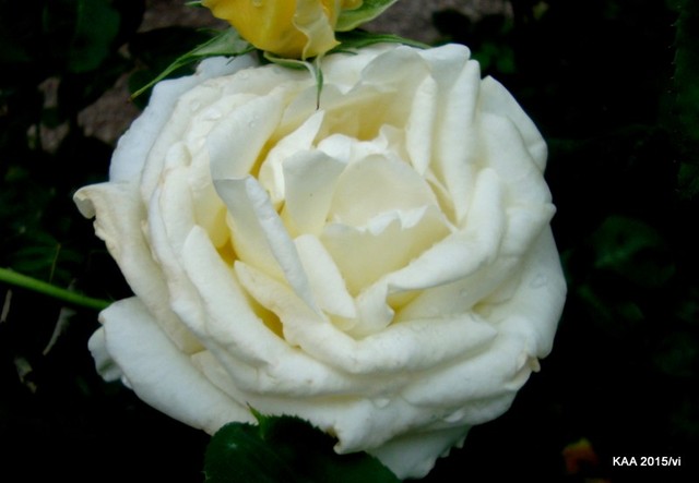  Róża N N z Ogr. Bot.