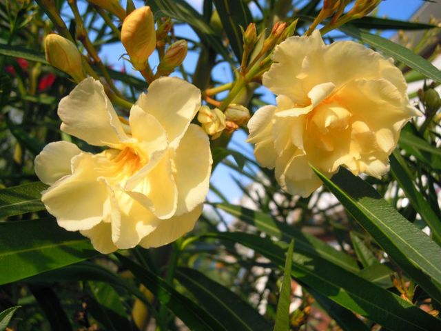 zółty oleander