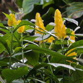 Acenthaceae