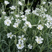 Białe Kwiatki 