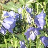 Dzwonek brzoskwiniolistny, odmiana niebieska