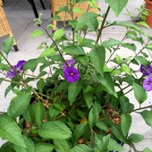 Fioletowo- niebieska  Solanum Rantobetti