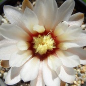 gardziołko kwiatu gymnocalcium :) 