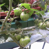 Mój Balkon - Pomido