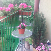 mój różowy balkon 