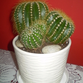 Notocactus warsii