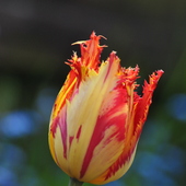 Ostatnie tulipanki