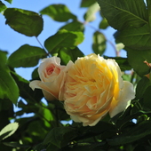Piękno Róży Teasi