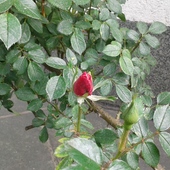 Pierwszy pąk róży