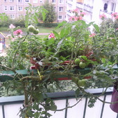 Pomidorki na balkonie