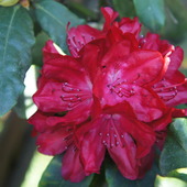 Rhododendron'owe Os