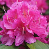 Rhododendron'owe Os