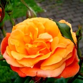  Róża  DORRIT z Ogr. Bot.
