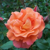Róża -odmiana parkowa