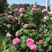 roża angielska odm Cattage Rose
