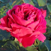 Róża dla róży:)))