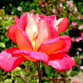  Róża JOHNAGO  z Ogr. Bot.