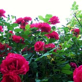 Róża Pnąca Czerwo