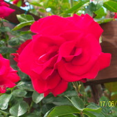 róża SYMPATIA