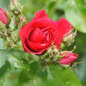 Róża Zaatakowana 