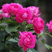 Trochę różu... na rózowe sny:)