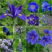 zestaw błękitnych kwiatów z jednego ogrodu