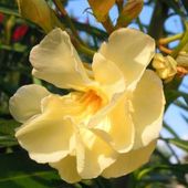zółty oleander