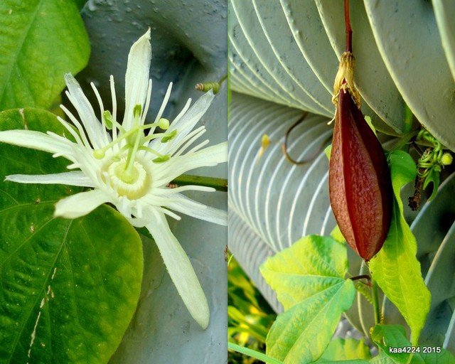  Biała Passiflora  CONSTANCE  ELIOTT  wraz z owocem .  Kolaż.