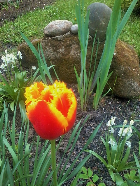 Kedzierzawy tulipan