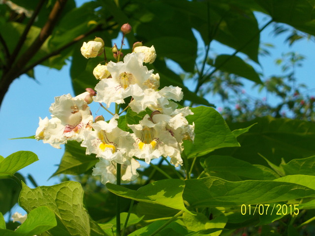 kwiat katalpy