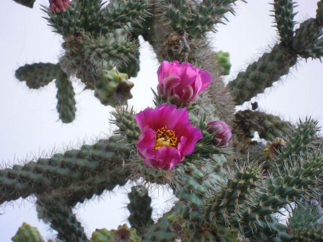 kwitnący kaktus