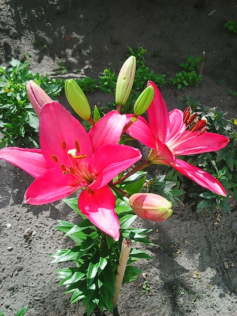 Lilie to najpiękniejsze kwiaty na świecie...