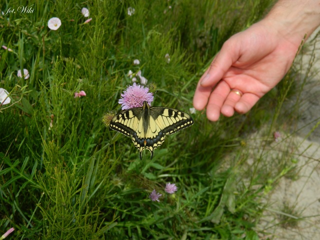 Najpiękniejszy motyl....