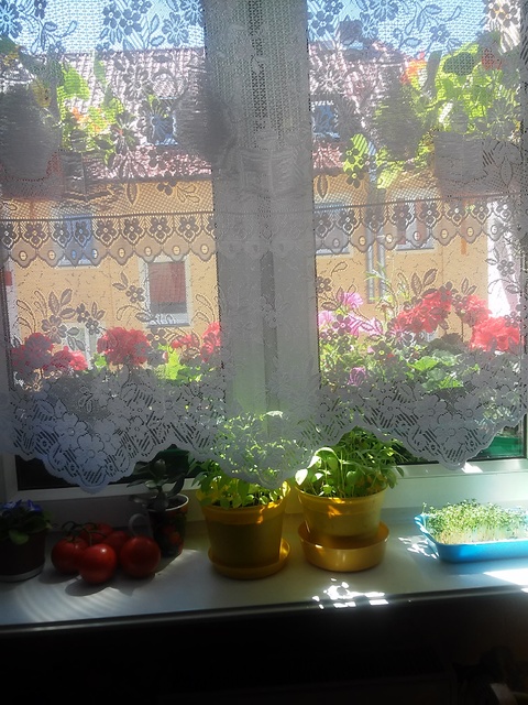 okno w kuchni 2015r