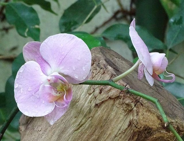 Orchidee 11