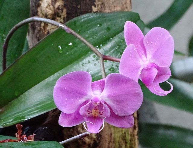 Orchidee 12