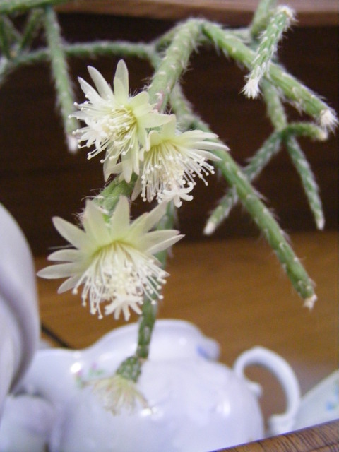 Rhipsalis ... małe kwiatuszki, ale jakie śliczne :)