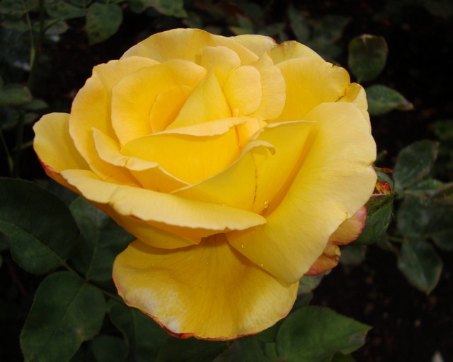  Róża  VATICAN  z Ogr. Bot.
