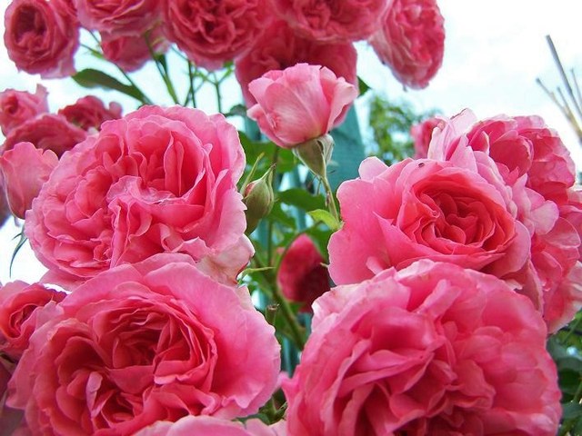 Róża pnąca ' Rosarium Uetersen 