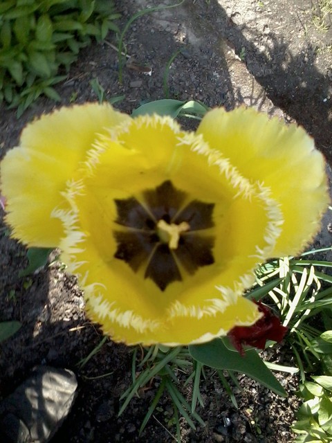 Tajemnica tulipana
