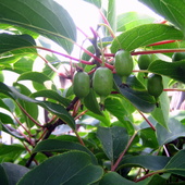 Aktinidia -kiwi  owocki