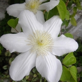 Clematis Madame Leco