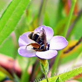 Gilia tricolor z miniaturową pszczółką