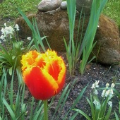 Kedzierzawy tulipan