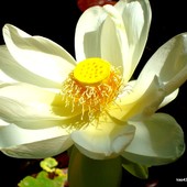  Kwiat lotosu orzechodajnego z subtropiku Ogr. Bot.